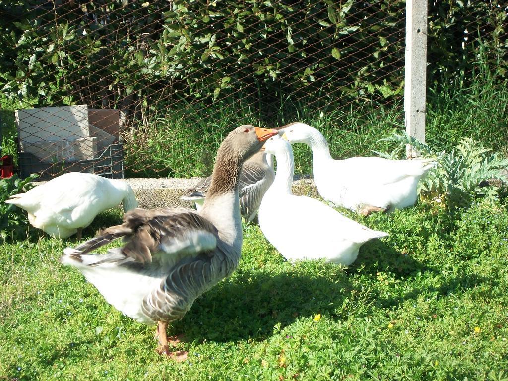 Agriturismo Primerio Hermada Dış mekan fotoğraf